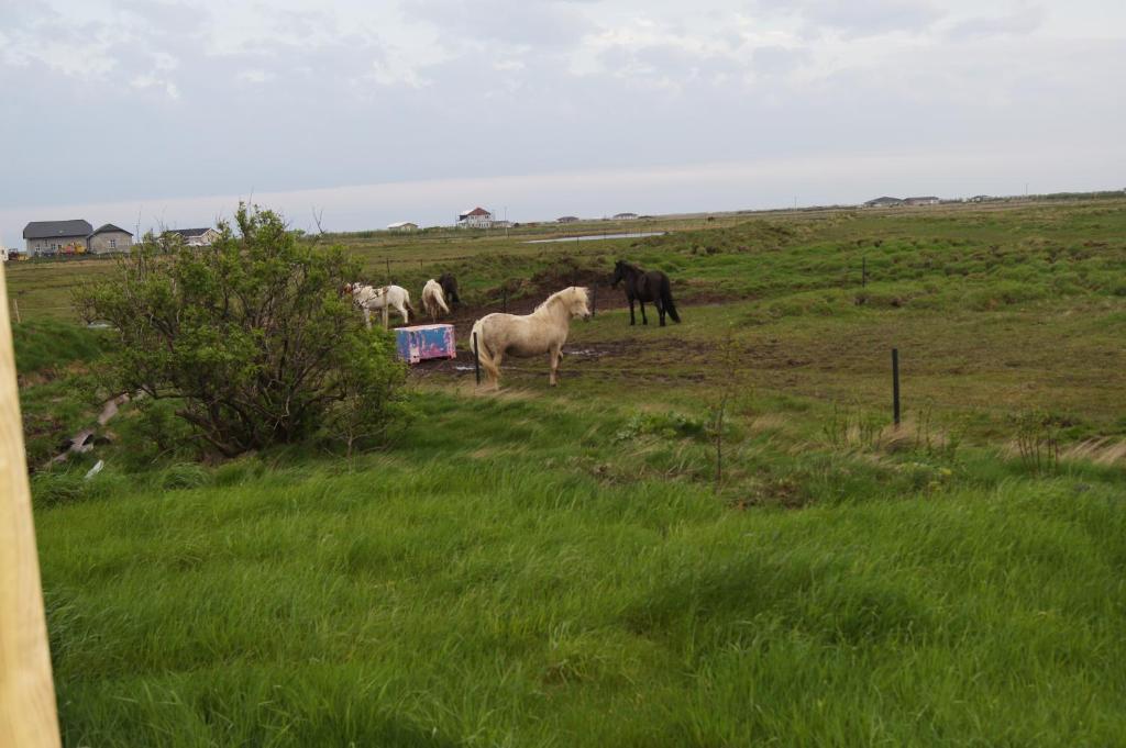 Guesthouse Nordheimar Selfoss Kültér fotó