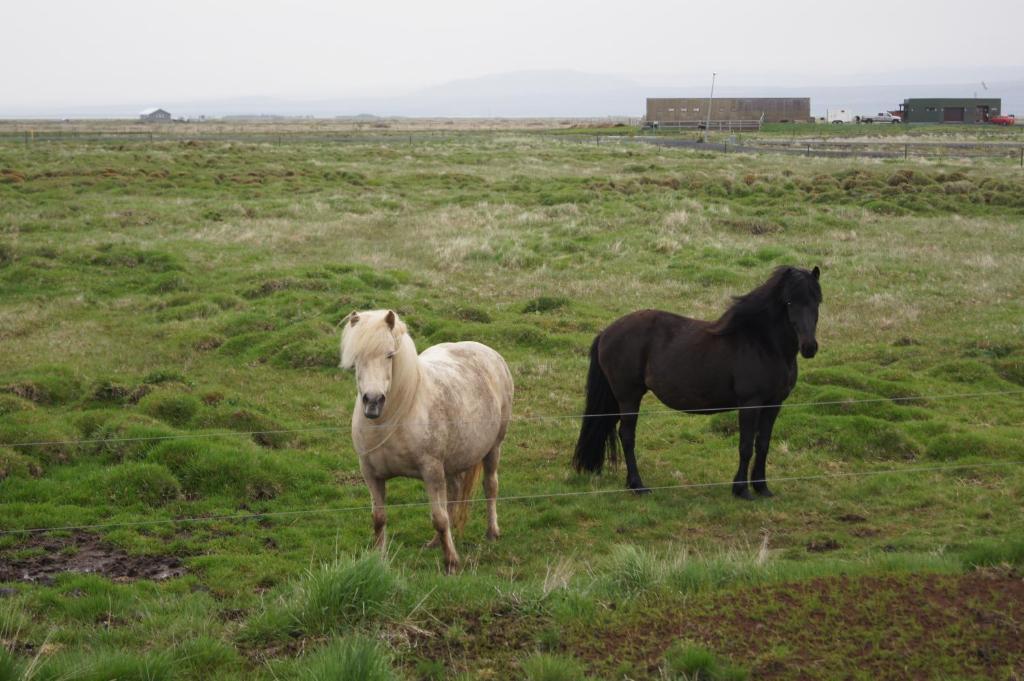 Guesthouse Nordheimar Selfoss Kültér fotó